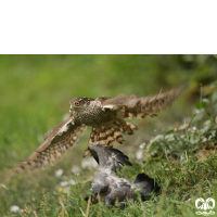 گونه پیغو Levant Sparrowhawk